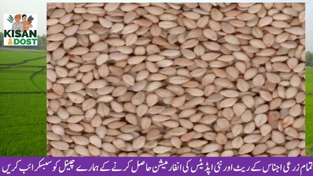Wheat, Maki, Munji, Till,Sarso Bajra New Rates | Agriculture New Update