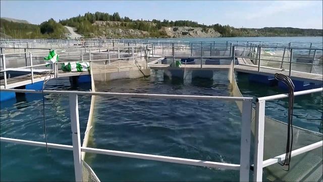 Как пересадить форель из садка в садок без травм, отхода!? смотреть онлайн