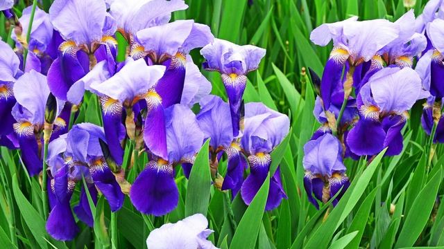 Comète Chanel новый аромат 2024 смотреть онлайн