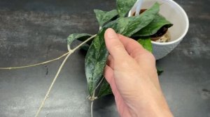 Хойя финлаисонии , шикарные листья и скромное цветение. Hoya Finlaysonii. ,