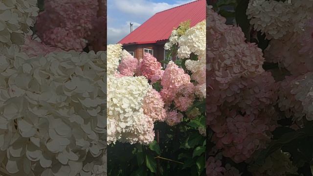 🌸🌸🌸Красавица Ванила Фрайз 🌸🌸🌸