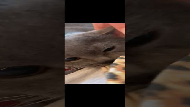 Кот Агат