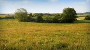 Fly hunting- Мухи охотятся (360p)