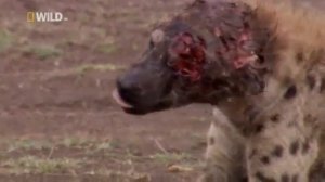 реальная Африка  Гиены после боя со львом