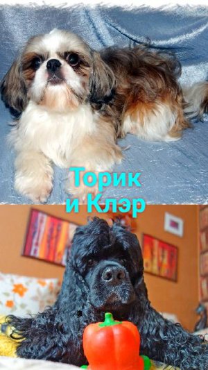 Клэрик и Торик