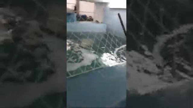 Перевод сардины на индустриальные корма. Португалия, институт моря и атмосферы. смотреть онлайн