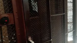 РАРИТЕТ! РАСПАШНОЙ ЛИФТ ГДР 240КГ 1930Г АДРЕС СКРЫТ