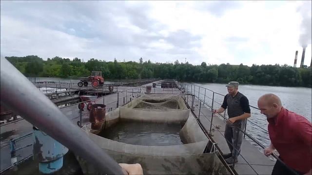 Щитни - вредители в мальковых прудах. Выращивание малька амура смотреть онлайн