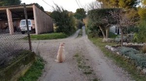 Прованс/А я все чищу свой сад по см / и блин за 2евро/provenceallochka  vlog