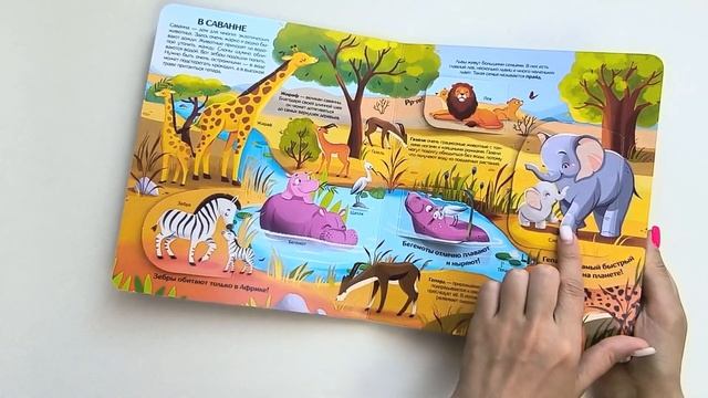 Книжка с окошками Мир Животных Malamalama Детская энциклопедия смотреть онлайн