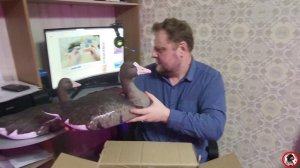 Шикарные чучела белолобых гусей.