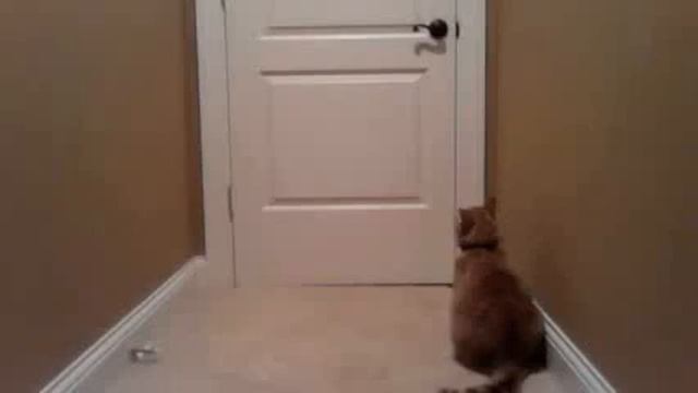 Умная кошка смотреть онлайн