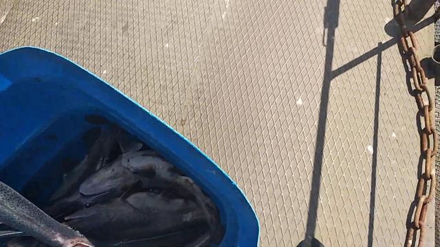 Рост годовика веслоноса. 02.07.2020 смотреть онлайн