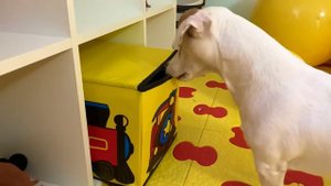 Собачка ДЖЕКИ 24 часа управляет моим СЛАЙМОМ | Веселая история с Русланом и мамой от Ромариков