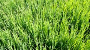 Зелёная, зелёная трава...