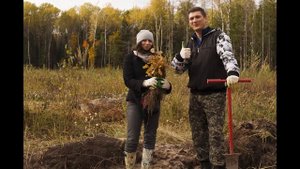 Посадки дубков