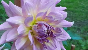 ГЕОРГИНЫ-ПОБЕДОНОСЦЫ в СИБИРСКОМ ОМСКЕ