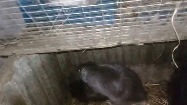 Мене чуйка не підвела. До самця кинув 2 самки і за 3 хвилини самець зробив 3 садки - 2 самки в охот смотреть онлайн