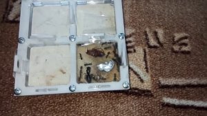 Рассказываю про Camponotus japonicus