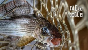 Ловля дикой форели и хариуса на лесных реках Ленинградской области