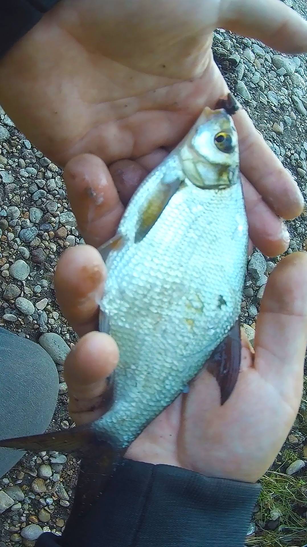 ПОДЛЕЩИК НА МОРМО. HITMAN от DAYO. #мормышинг  #рыбалка #бюджетныймормоспиннинг #fishing #подлещик