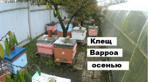 Тактика борьбы с клещом Варроа в осенний период.