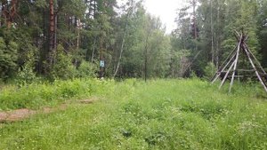 Сказовские лесные прогулки летом.