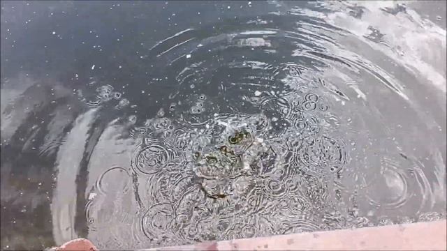 Биологический способ борьбы с обрастанием садков на рыбхозах. смотреть онлайн