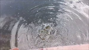 Биологический способ борьбы с обрастанием садков на рыбхозах.