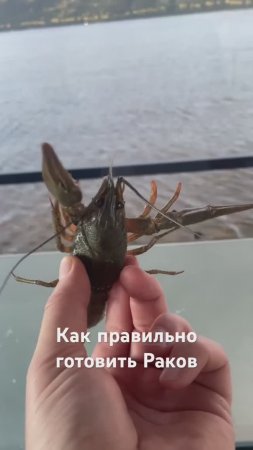 Как готовить волжских Раков #тольятти #fishing