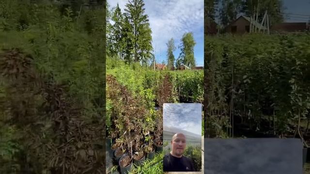 Начинаем подкормки осенними удобрениями #shorts #питомник #тимирязевский #plants #nursery #удобрение