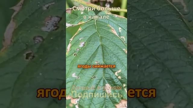 Эти удобрения КРАДУТ ваш урожай малины!