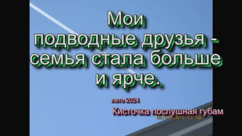 Мои  подводные друзья - семья стала больше  и ярче. сентябрь2024