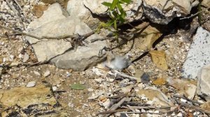 Уж-брюнет не пожелал общаться с двуногим и отправился "домой" :)