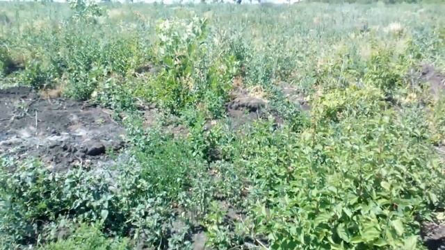 Пошаговая подготовка почвы после корчёвки к посеву пшеницы