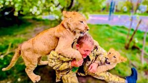 Уставший, но СЧАСТЛИВЫЙ Олег Зубков отдыхает в окружении своих любимых львят Асады, Симбы и Шерхана!