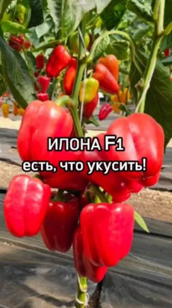 Этот перец никого не оставит равнодушным!