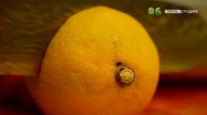 ЯЗЬ ПРОТИВ ЕДЫ Норвегия Выпуск 1