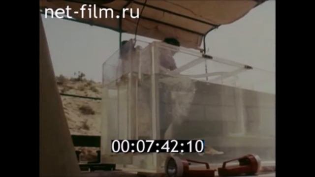 Рыбы Каракумской пустыни: лжелопатонос, белый амур, толстолоб
