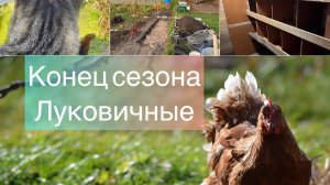 Конец сезона. Луковичные