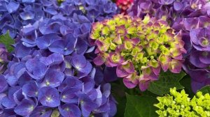 Очень красивые сорта гортензии крупнолистной от Тимирязевского питомника