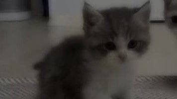 CUTE)