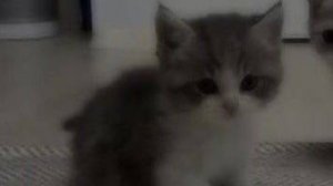 CUTE)