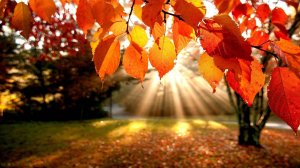 Осенняя грусть...