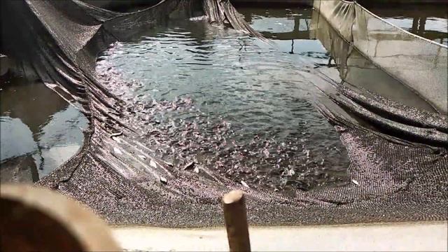 Немного о выращивании малька толстолоба в садках. смотреть онлайн