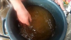 Получение личинки судака заводским способом. Нерест, размножение судака