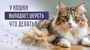 Сезонная линька или алопеция? Как помочь кошке, если выпадает шерсть?