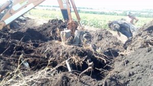 Корчуем каштан. Мощные корни