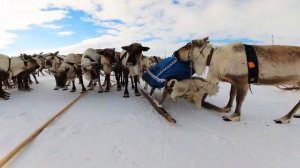 Совсем уже скоро "День оленеводов и охотников"