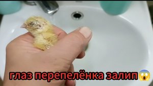 Что делать когда глаз перепелёнка залип...🐥🐤🐣